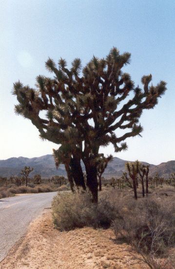 ../Images/195.Joshua Tree Natl. Mon.jpg